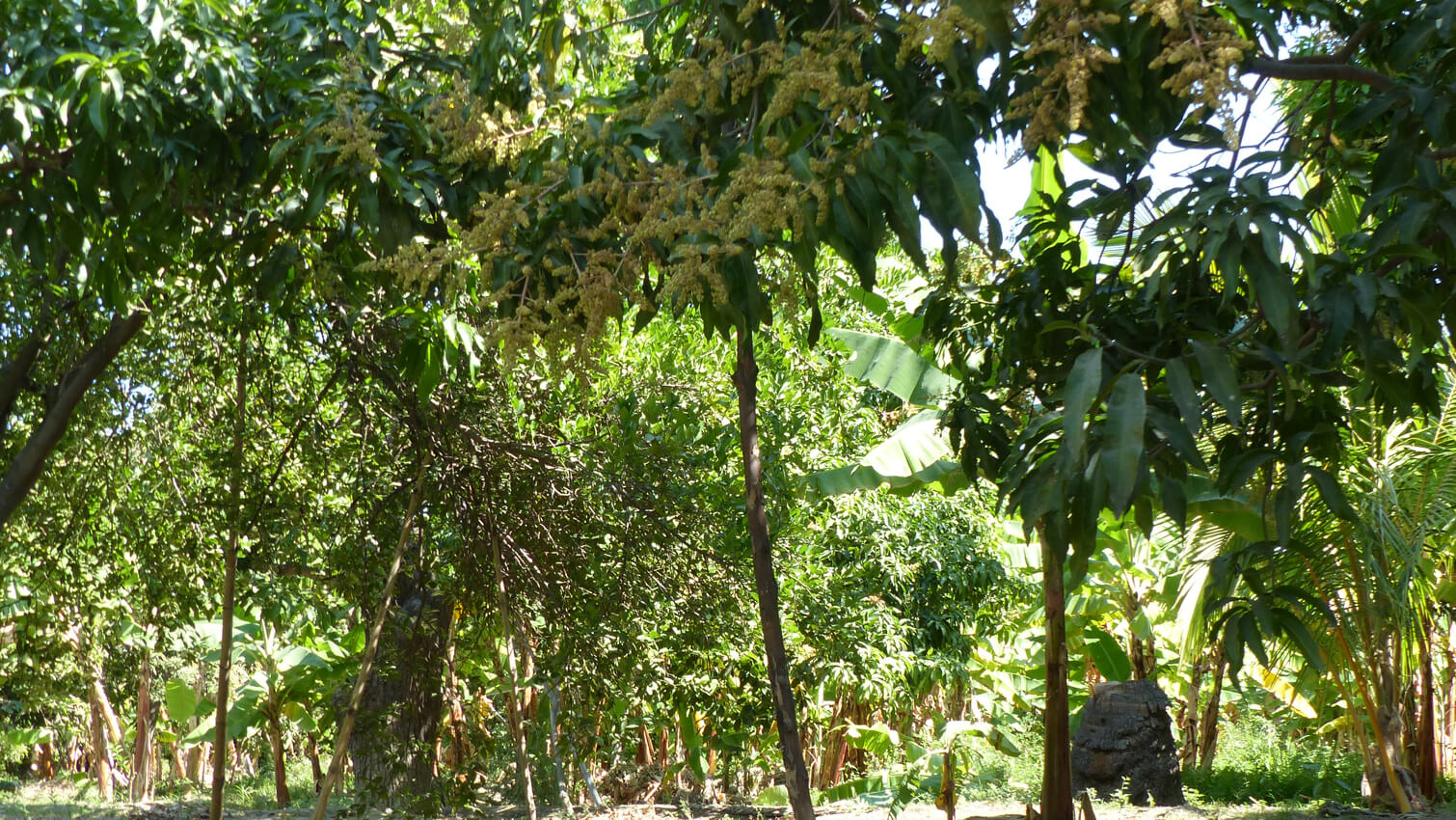 Producteur citrons verts agroforesterie coopÃ©rative UNOCACE en Equateur - PÃ©tillant bio citron & Ã©pices